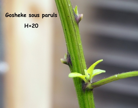 Premières nouvelles feuilles