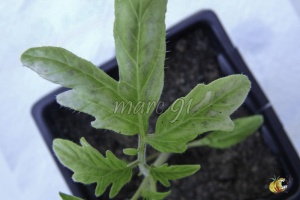 insolation d'un jeune plant