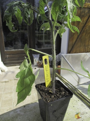 pliure du pétiole de la feuille de tomate, symptôme typique des piqûres de pucerons