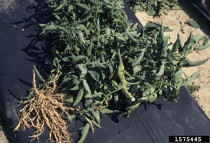 Nématodes à galles, la plante survit malgré l'infestation des racines