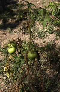 Fusariose de la tomate