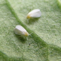 aleurodes