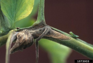Botrytis, sporulation sur une tige malade