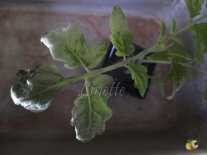 brûlure du soleil sur des feuilles en contact avec le polycarbonate du châssis