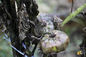 Mildiou au stade terminal