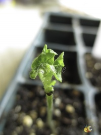 Il ne reste plus grand chose de cette jeune pousse de tomate, cotylédons et bourgeon terminal ont été atrophiés par les piqûres
