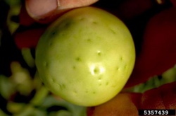 frankiniella occidentalis, dégâts sur fruit