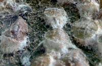 Cochenilles farineuses sur tilleul